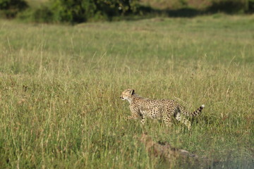 Naklejka premium Cheetah cub walking, Masai Mara National Park, kenya.