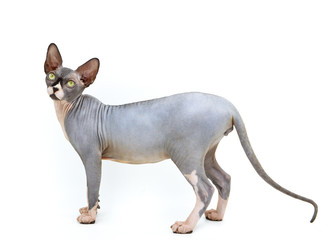 A purebred sphynx cat during a photo shoot. It is a hairless cat.