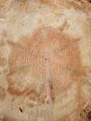 beautiful industrial background and smooth sawn wood texture