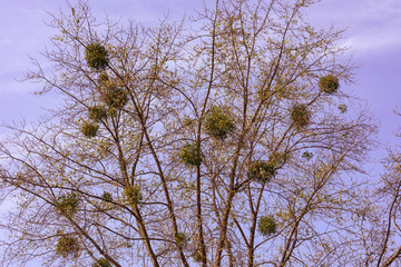 Spring, mistletoe in trees against blue sky. Baden Baden, Baden Württemberg, Germany