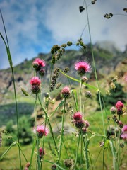flowers in mountains