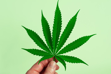 Woman's Hand Holding a Marijuana Leaf From a Medical Cannabis or Hemp Plant on Light Green Background with Copy Space