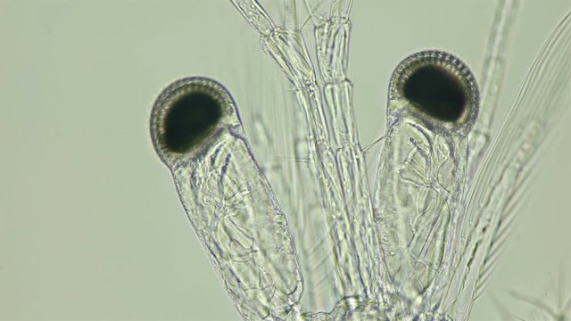 Black Sea plankton and zooplankton under a microscope, Mysid shrimp, looks very much like a shrimp, class Malacostraca, type Arthropoda, genus Mesopodopsis, closeup eyes