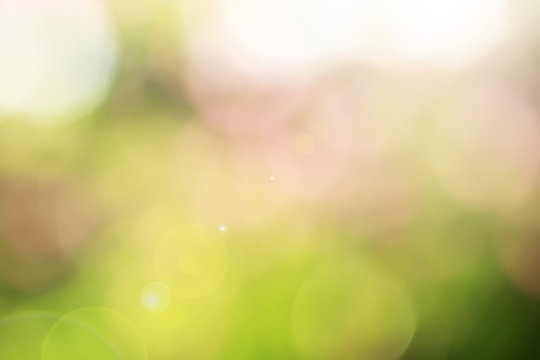 leaf bokeh plants in the garden. bokeh photo for wallpaper and background design needs