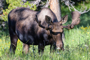 Fototapeta na wymiar Shiras Moose in the Rocky Mountains of Colorado