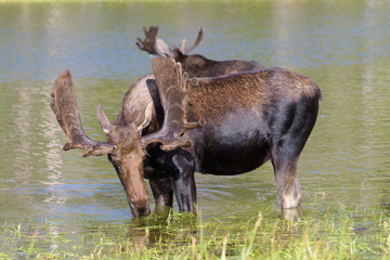 Shiras Moose in the Rocky Mountains of Colorado