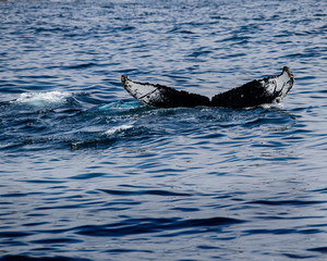 Fototapeta premium Whales