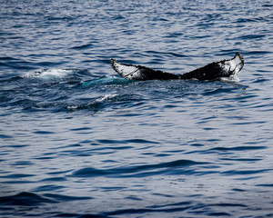 Fototapeta premium Whales