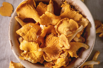 Forest chanterelle mushrooms