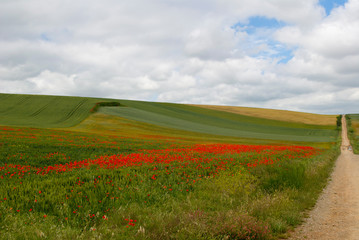 Fototapeta na wymiar Red poppy flowers in a field and path towards the horizon.