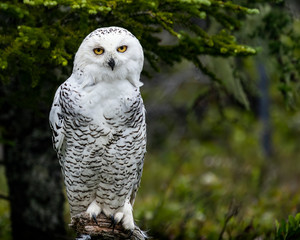 Snowy Owl