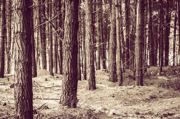 Obraz premium Bosque