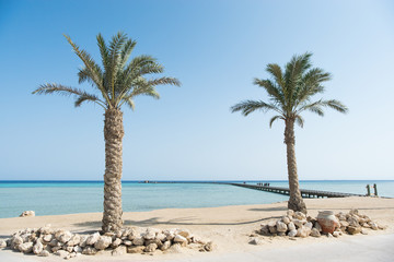Palm trees by the beach at Soma bay, Hurghada, Egypt