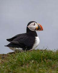 Puffiins