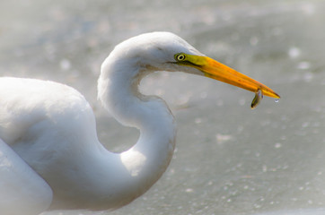 Garza pescando