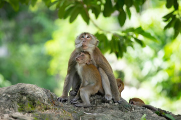 Macaque monkeys in the forest.