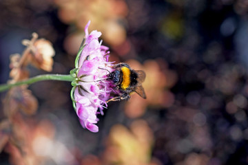 Fototapeta premium Bumblebee on a pink flower closeup