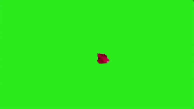 Rose Petals Falling One By One On Green Background In Slow Motion.
