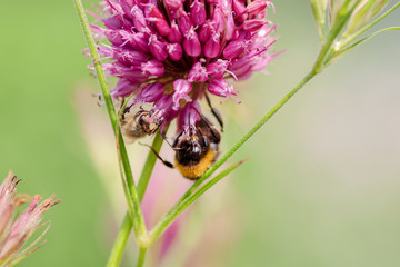 Bumblebee on a pink flower closeup