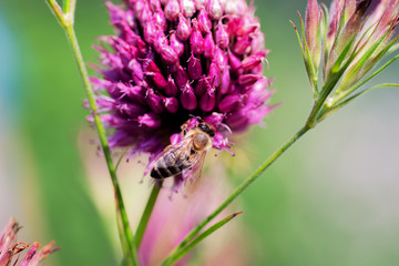 Bumblebee on a pink flower closeup