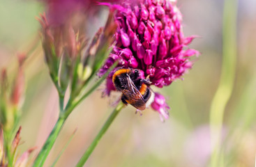 Fototapeta na wymiar Bumblebee on a pink flower closeup