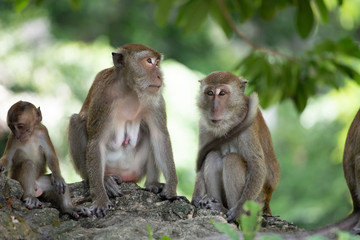 Naklejka na ściany i meble Macaque monkeys in the forest.