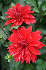 Red decorative Dahlias Close-up