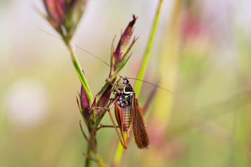 Grasshopper on sitting on a green blade closeup 
