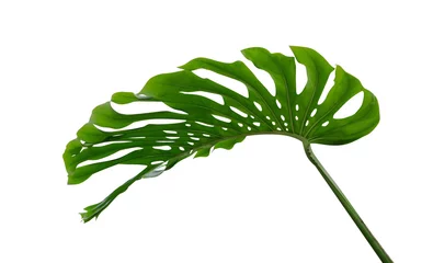 Fotobehang Monstera Monstera blad, de tropische plant groenblijvende wijnstok geïsoleerd op een witte achtergrond, uitknippad inbegrepen