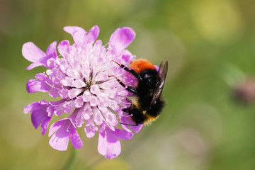 Bumblebee on a pink flower closeup