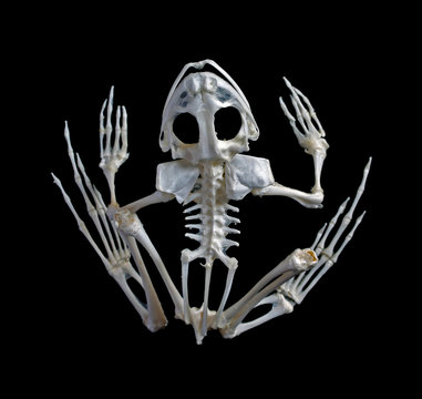 Skeleton of a frog.