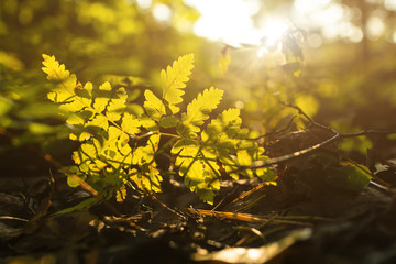 Grass and trees in the forest close-up at sunrise. Beauty concept of nature. Cozy bright macro landscape. Soft morning sunlight.