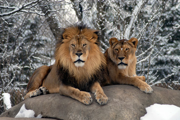 Obraz na płótnie Canvas Lions in the Park