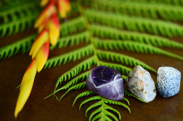 Banded Amethyst, Tumbled Ocean Jasper, and Tree Agate. Adorable detailed miniature stones on top of a wooden desk with ferns and foliage. Natural lighting, macro photography of healing crystals