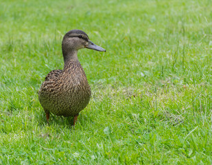 Beautiful female Mallard wild duck (Anas platyrhynchos, Anatidae) in the grass.