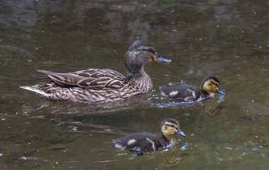 Beautiful female Mallard wild duck (Anas platyrhynchos, Anatidae) with ducklings in waters of a lake.Selective focus.