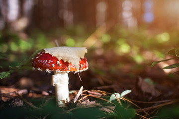 Inedible mushroom Amanita grows in the forest. Autumn nature concept, beautiful mushroom. Cozy bright macro landscape. Soft morning sunlight.