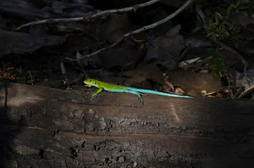 Largartija verde azul