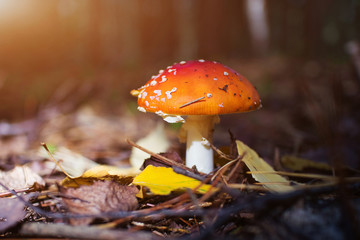 Inedible mushroom Amanita grows in the forest. Autumn nature concept, beautiful mushroom. Cozy bright macro landscape. Soft morning sunlight.