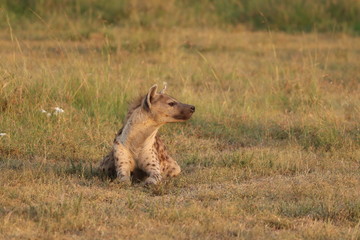 Spotted hyena resting, Masai Mara National Park, Kenya.