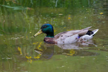 Beautiful colorful Mallard wild duck (Anas platyrhynchos, Anatidae) in waters of a lake.