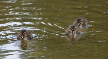 Beautiful and cute Mallard ducklings (Anas platyrhynchos, Anatidae) in waters of a lake.