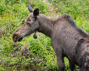 Fototapeta premium Moose