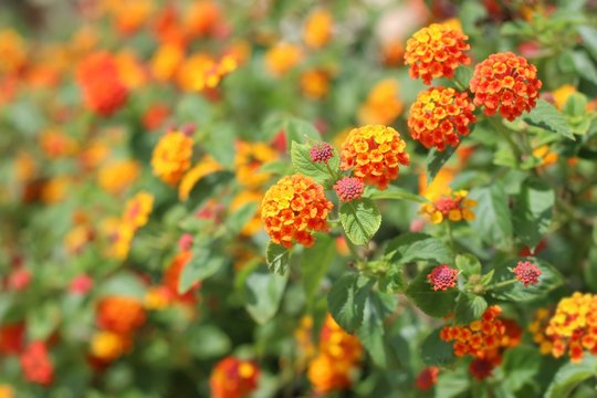 Beautiful lantana flowers in the garden