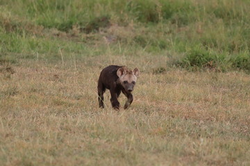 Spotted hyena cub walking, Masai Mara National Park, Kenya.