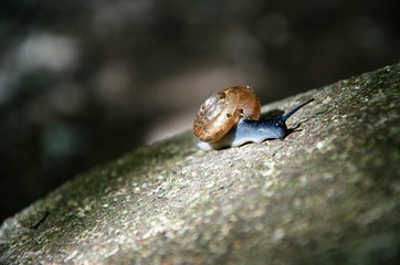 snail on a rock