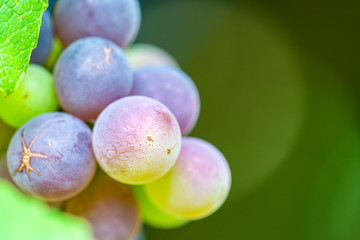 bunch of fresh red grapes
