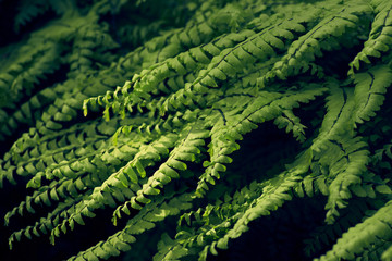 Tropical green leaves on dark background, summer 