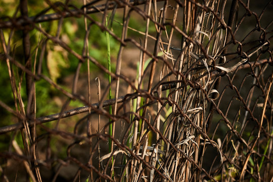 Nature, fence, hedge, chain-link fencing, rust, rusty chain-link fencing, greens, green grass, dry grass, hedge grass, salts, sunset, bokeh, foreground, end of summer, Siberia, Khakassia, Abkakan.