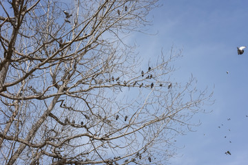 Flock of pigeons perched on a tree